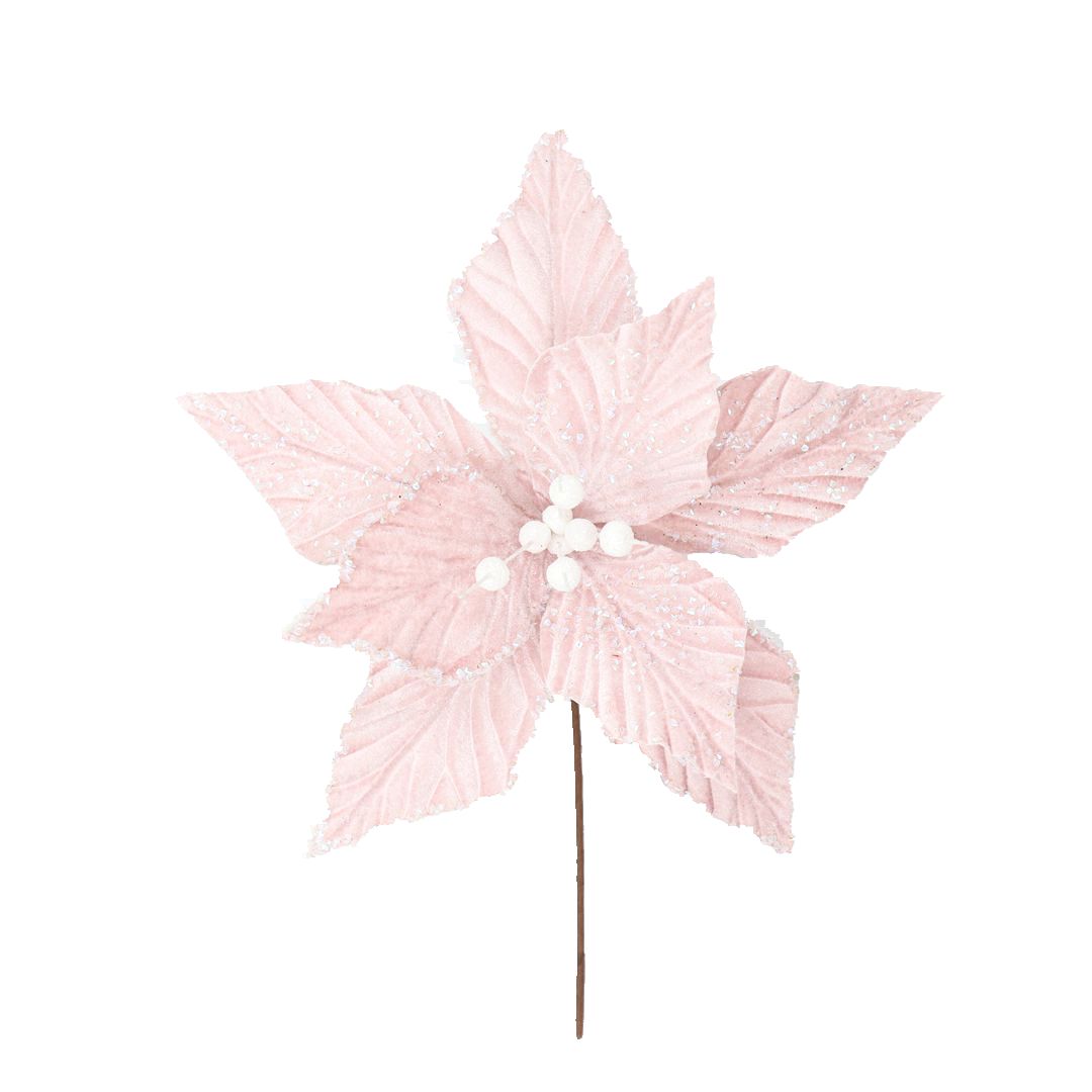 PRE ORDER PASTEL PINK POINSETTIA