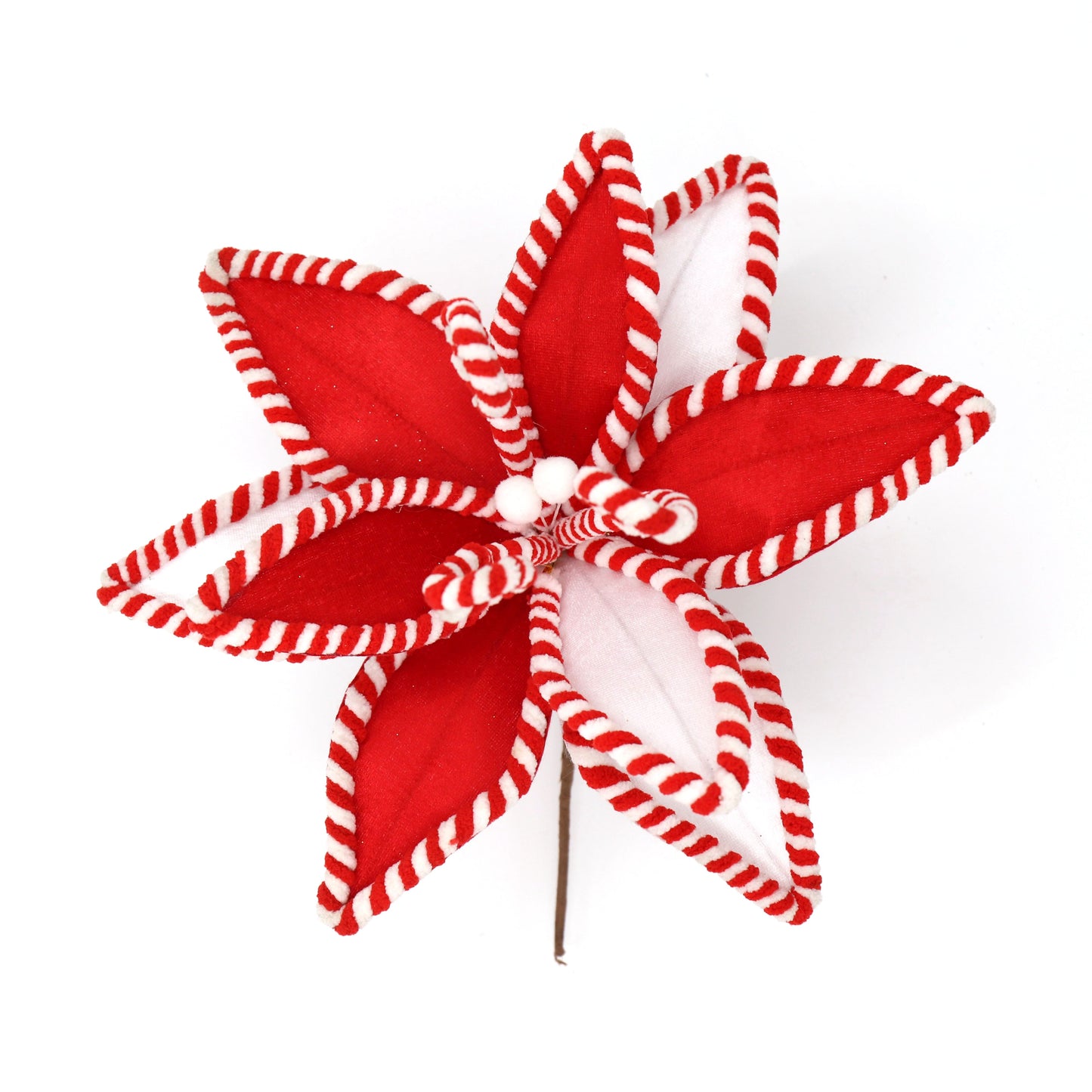 RED WHITE CANDY POINSETTIA