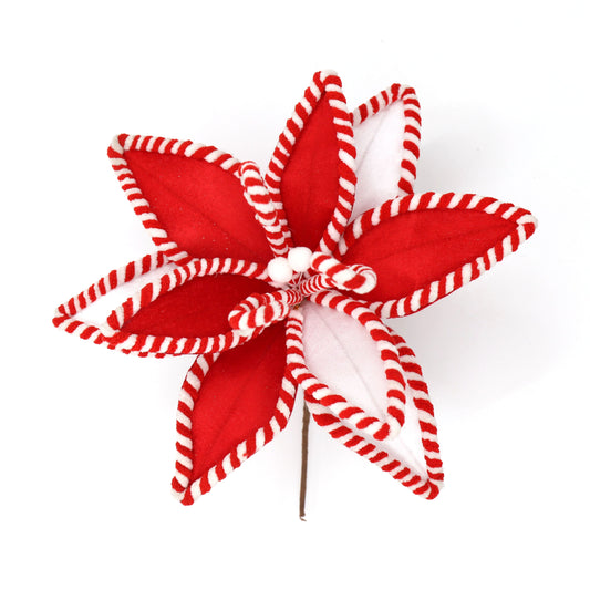 RED WHITE CANDY POINSETTIA