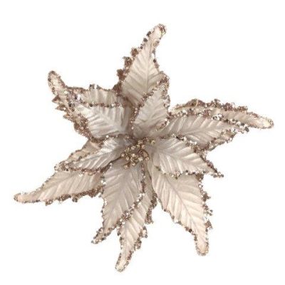 CHAMPAGNE POINSETTIA