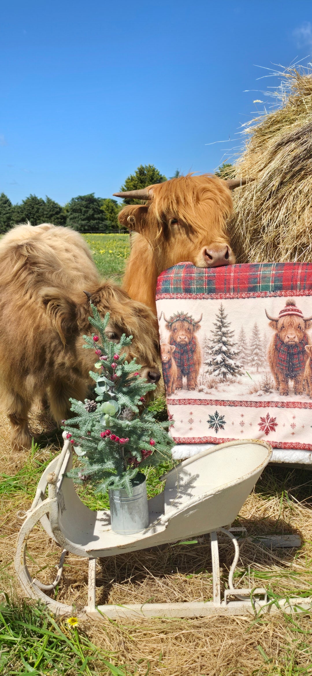 PRE ORDER HIGHLAND COW TARTAN SHERPA BLANKET